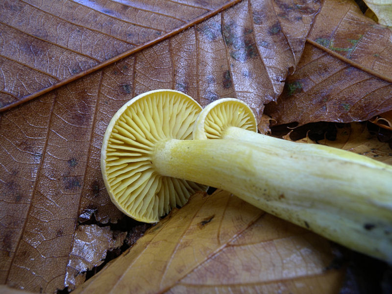 Per chi si vuol divertire!